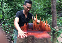 Kon Tum: Qua mặt nhiều lực lượng chức năng, lâm tặc phá rừng vùng biên ảnh 4