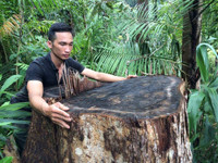 Kon Tum: Qua mặt nhiều lực lượng chức năng, lâm tặc phá rừng vùng biên ảnh 5