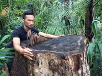 Kon Tum: Qua mặt nhiều lực lượng chức năng, lâm tặc phá rừng vùng biên ảnh 5