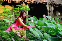 Nữ sinh Ngoại giao tươi tắn bên sen ảnh 8