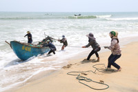 Mùa cào ốc ruốc ở bãi ngang Quảng Ngãi