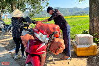 Nông dân ở Nghệ An 'đội nắng' thu hoạch dưa lê