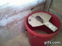 Những chiếc bẫy chuột cực thông minh khiến “cả họ nhà tý” phải đầu hàng ảnh 4