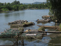 Dân khốn khổ vì cá nuôi chết bất thường ảnh 3