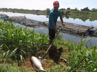 Dân khốn khổ vì cá nuôi chết bất thường ảnh 6