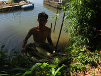 Dân khốn khổ vì cá nuôi chết bất thường ảnh 5