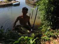 Dân khốn khổ vì cá nuôi chết bất thường ảnh 5