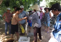 Dân khốn khổ vì cá nuôi chết bất thường ảnh 4