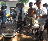 Dân khốn khổ vì cá nuôi chết bất thường ảnh 1