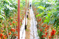 Vingroup ký thỏa thuận hợp tác với 500 hộ sản xuất ảnh 6