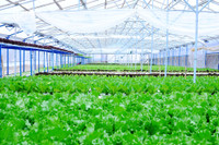 Vingroup ký thỏa thuận hợp tác với 500 hộ sản xuất ảnh 5