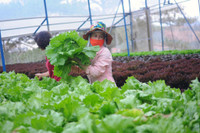 Vingroup ký thỏa thuận hợp tác với 500 hộ sản xuất ảnh 9