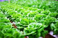 Vingroup ký thỏa thuận hợp tác với 500 hộ sản xuất ảnh 7