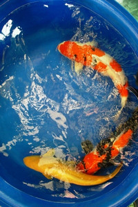 Cá Koi thi tài ảnh 3