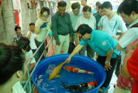 Cá Koi thi tài ảnh 2