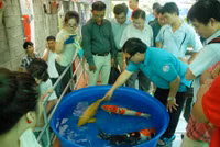 Cá Koi thi tài ảnh 2