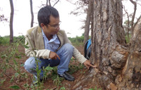 Gia Lai: Rừng thông chết khô, nghi do đầu độc ảnh 4