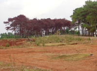 Gia Lai: Rừng thông chết khô, nghi do đầu độc ảnh 6