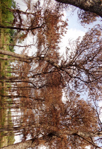 Gia Lai: Rừng thông chết khô, nghi do đầu độc ảnh 2