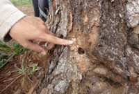 Gia Lai: Rừng thông chết khô, nghi do đầu độc ảnh 5