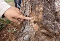 Gia Lai: Rừng thông chết khô, nghi do đầu độc ảnh 5