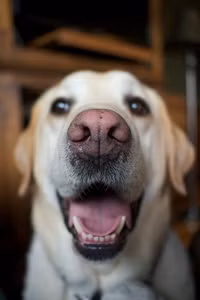 19 ông thần chó thích chõ mũi vào chuyện của người khác - Ảnh 14.