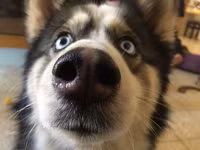 19 ông thần chó thích chõ mũi vào chuyện của người khác - Ảnh 8.