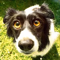 19 ông thần chó thích chõ mũi vào chuyện của người khác - Ảnh 12.