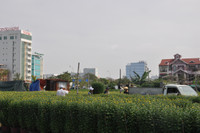 Đà Nẵng: Sôi động thị trường hoa Tết ảnh 1