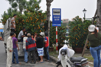 Đà Nẵng: Sôi động thị trường hoa Tết ảnh 5