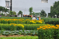 Đà Nẵng: Sôi động thị trường hoa Tết ảnh 4