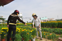 Đà Nẵng: Sôi động thị trường hoa Tết ảnh 3