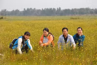 Đồng Tháp: Mở tour tham quan cánh đồng hoa hoàng đầu ấn ảnh 2