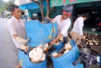 Mùa măng tre Núi Cấm ảnh 8