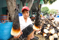 Mùa măng tre Núi Cấm ảnh 6