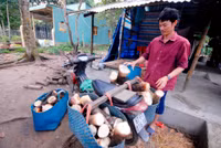 Mùa măng tre Núi Cấm ảnh 13