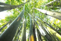 Mùa măng tre Núi Cấm ảnh 2