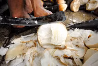 Mùa măng tre Núi Cấm ảnh 12