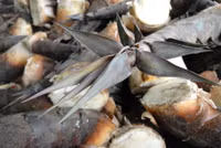 Mùa măng tre Núi Cấm ảnh 15