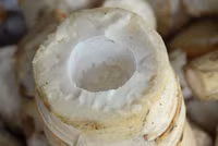 Mùa măng tre Núi Cấm ảnh 11