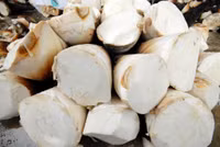 Mùa măng tre Núi Cấm ảnh 10