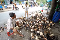 Mùa măng tre Núi Cấm ảnh 9