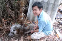 Mùa măng tre Núi Cấm ảnh 4