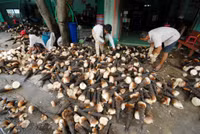 Mùa măng tre Núi Cấm ảnh 1