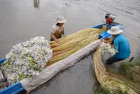 Nghề mới: Hái bông súng đồng mùa lũ ảnh 3