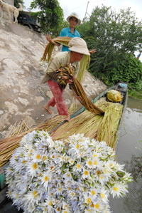 Nghề mới: Hái bông súng đồng mùa lũ ảnh 1