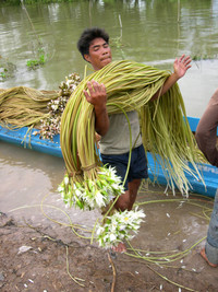 Nghề mới: Hái bông súng đồng mùa lũ ảnh 11