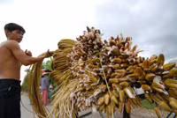 Nghề mới: Hái bông súng đồng mùa lũ ảnh 8