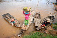 Nghề mới: Hái bông súng đồng mùa lũ ảnh 12