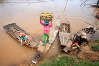 Nghề mới: Hái bông súng đồng mùa lũ ảnh 12